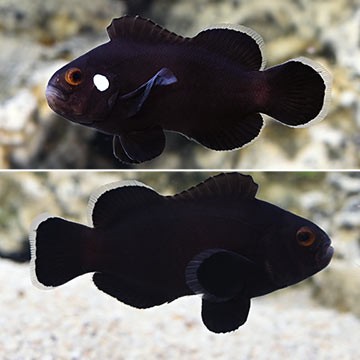 Domino Clownfish