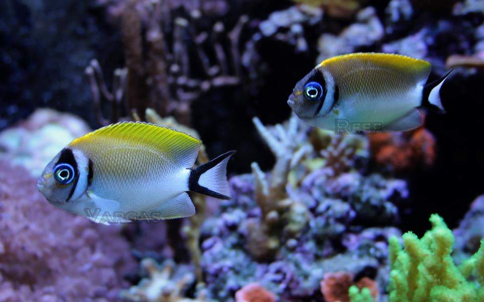 Japanese Angelfish