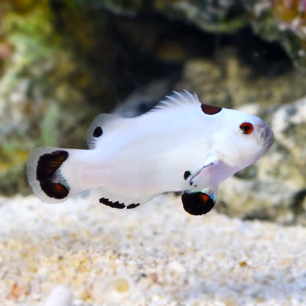 Premium Platinum Picasso Percula