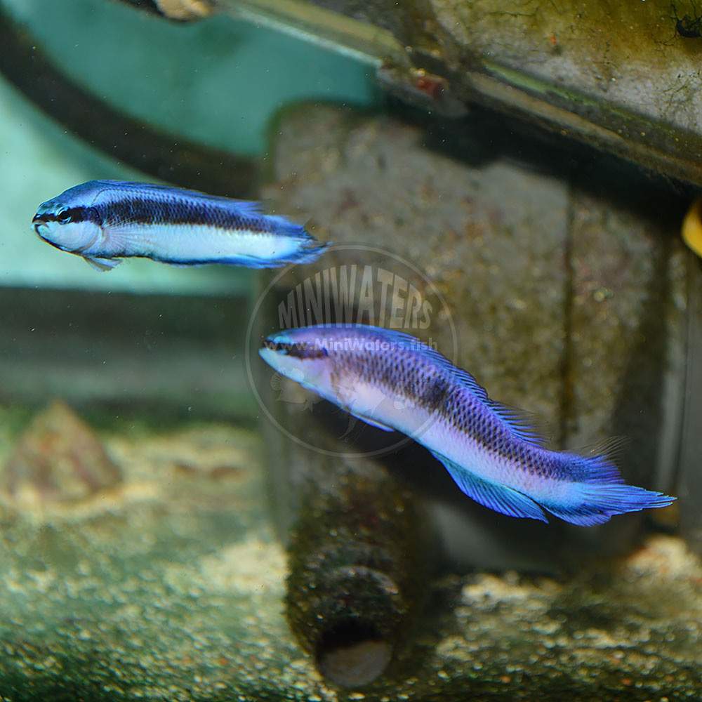Sankey's Dottyback