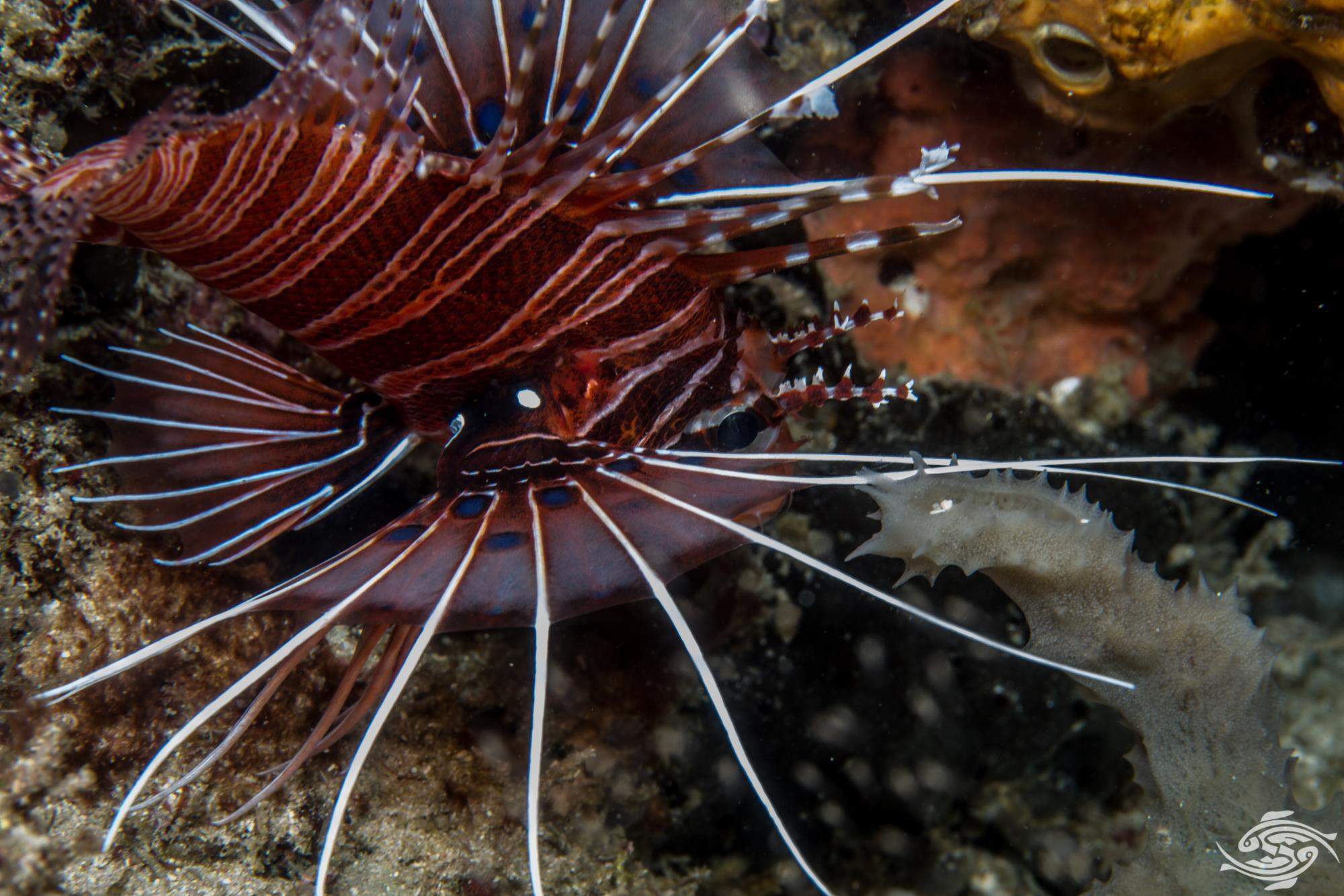 Broadbarred Firefish
