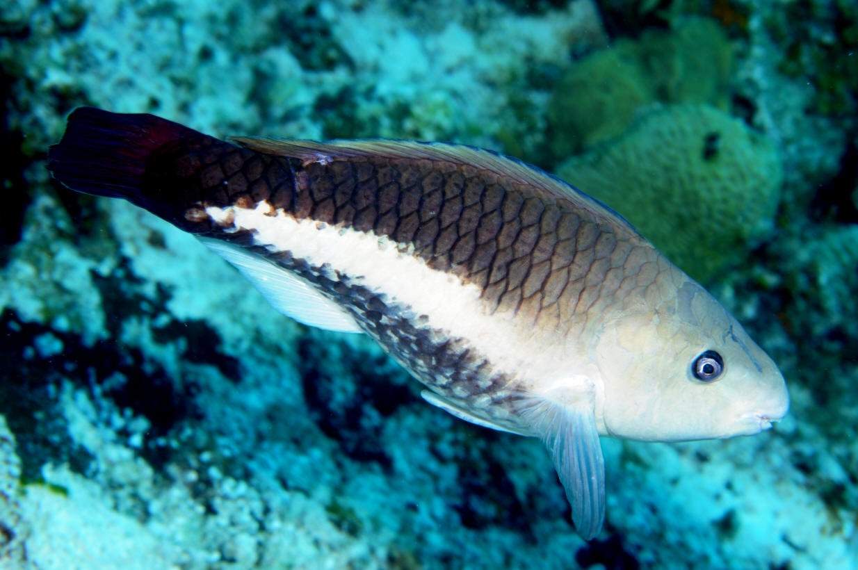 Queen Parrotfish