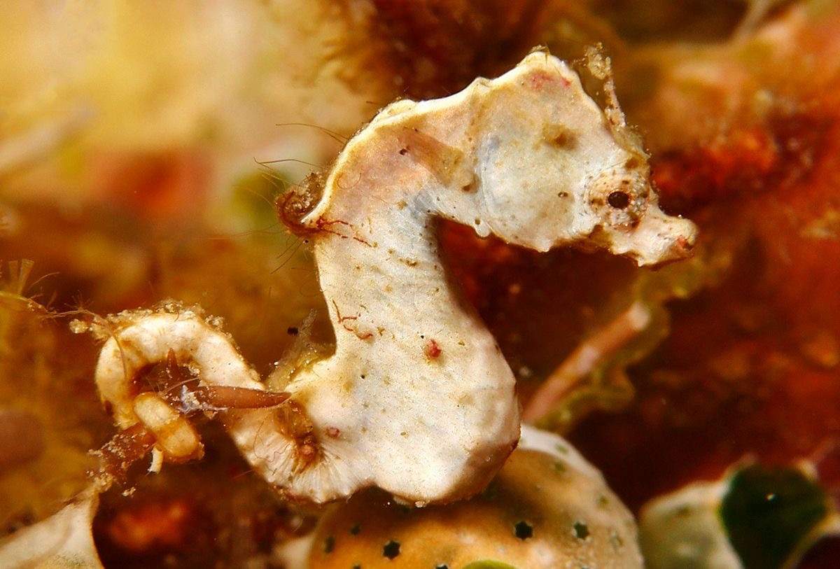Pontoh's Pygmy Seahorse