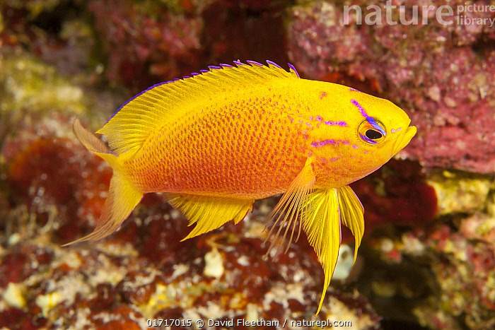 Hawaiian Anthias