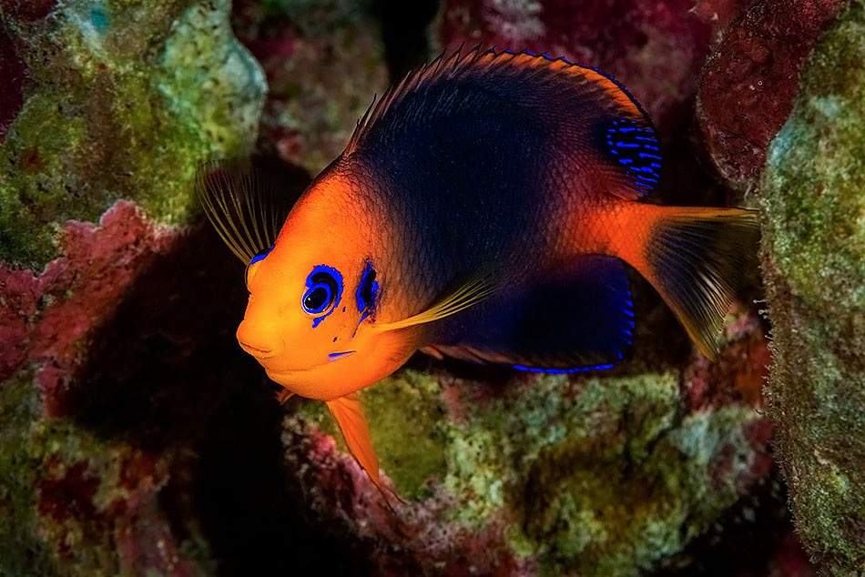 Easter Island Angelfish