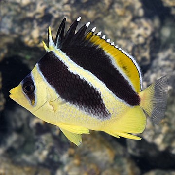 Oval Butterflyfish