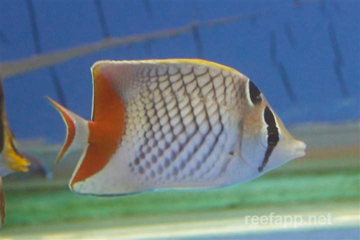 Yellow-Tail Butterflyfish