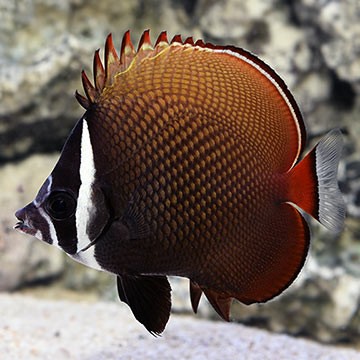 Asian Butterflyfish