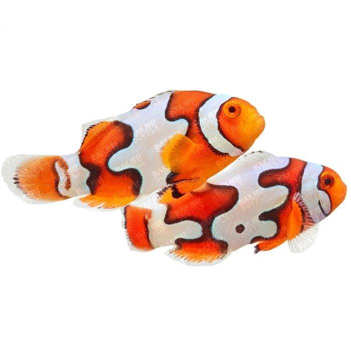 Picasso Clownfish