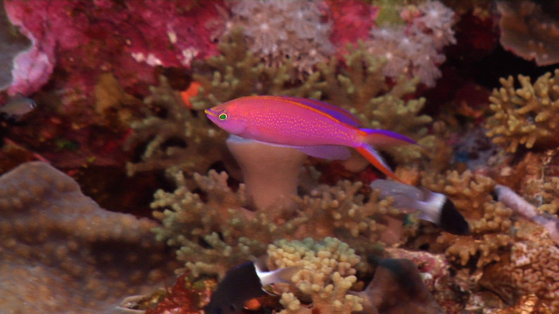 Smith's Anthias