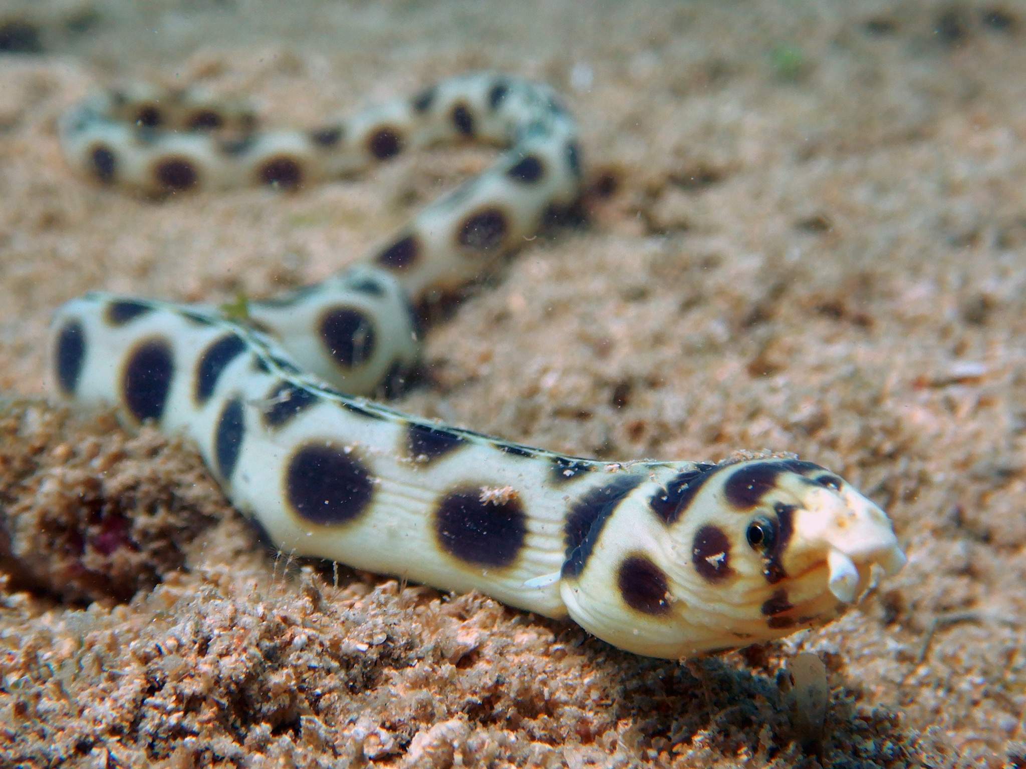Spotted Snake Eel