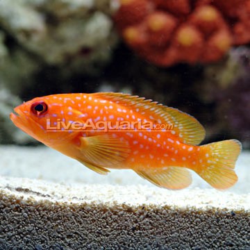 Giant Grouper
