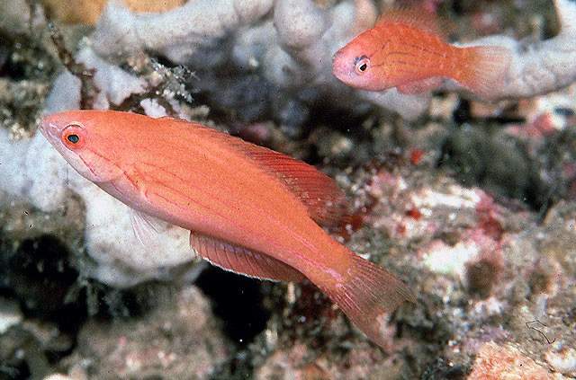 Togean Flasher Wrasse