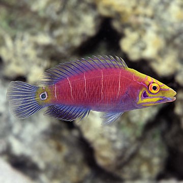 Spotted Wrasse