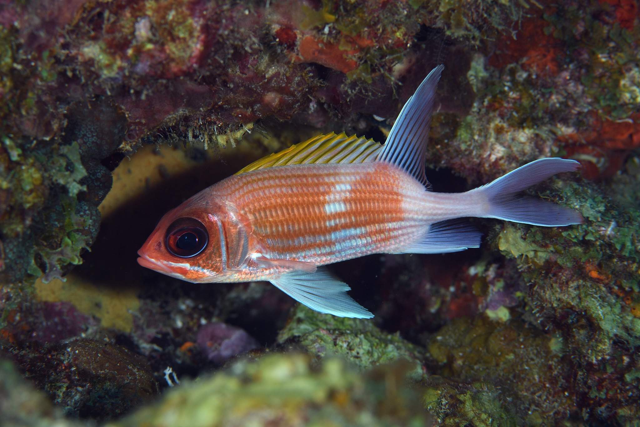 Clearfin Squirrelfish