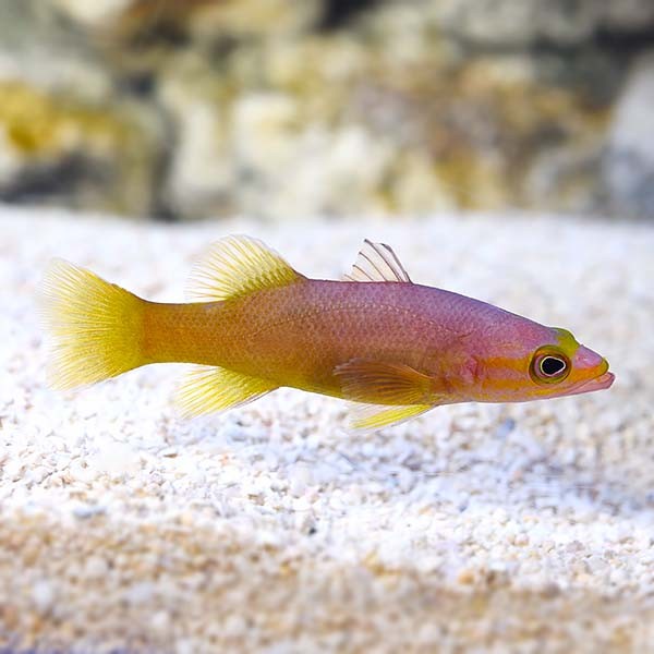 Yellow-Edged Basslet