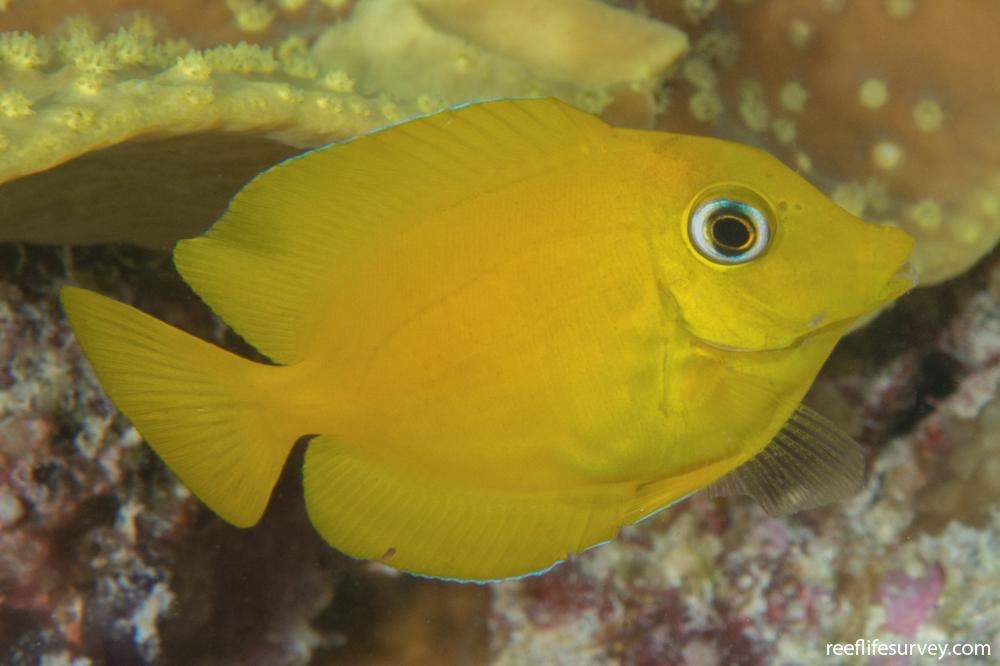 Blue-Lipped Bristletooth