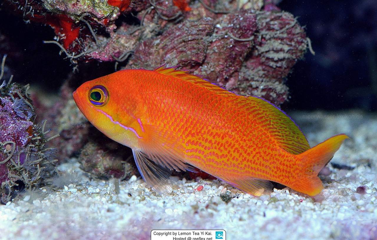 Orange Anthias