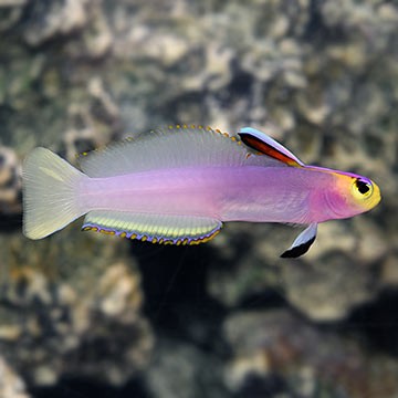 Helfrich's Firefish