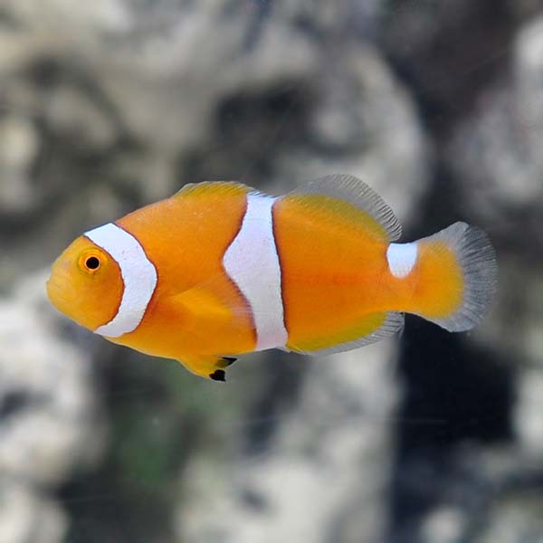 Percula Clownfish
