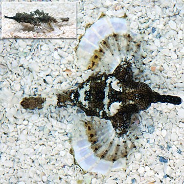 Stellate Dragonet