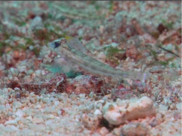 Simple-Spined Dragonet