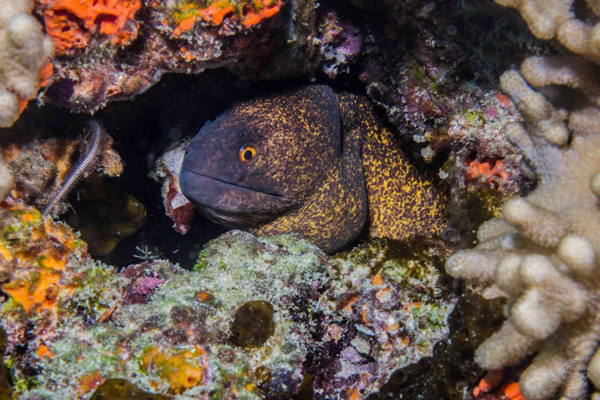 Yellow-Edged Moray