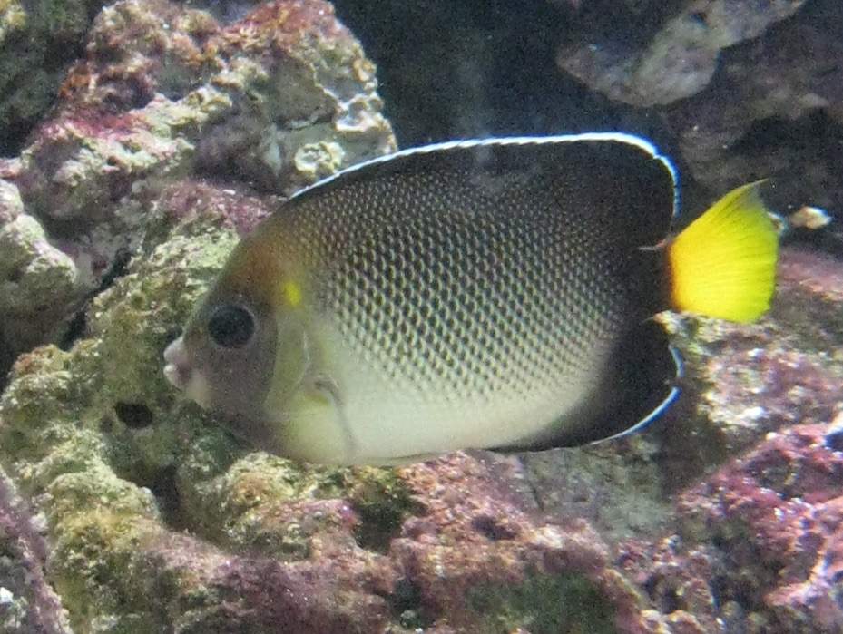Yellow-Tail Angelfish