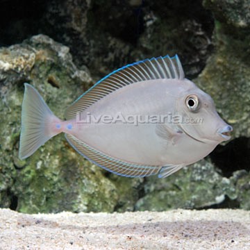 Bluespine Unicornfish