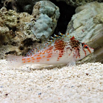 Falco's Hawkfish