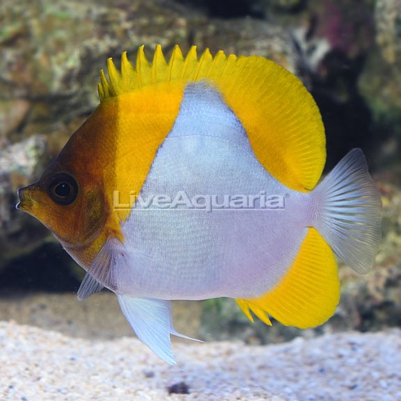 Pyramid Butterflyfish