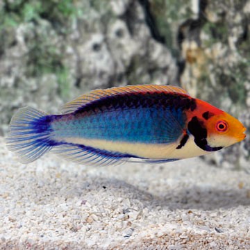 Red-Head Fairy Wrasse