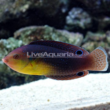 Yellow Coris Wrasse