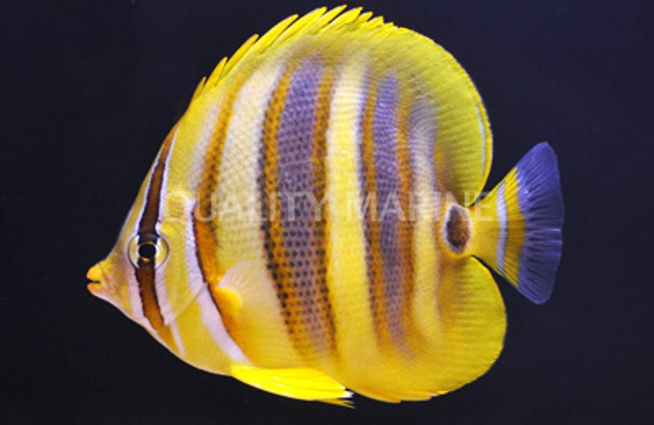 Rainford's Butterflyfish