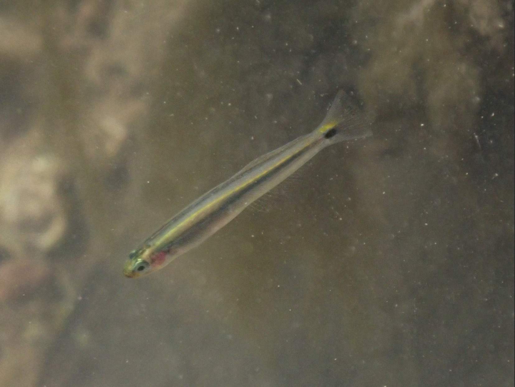 Rao's Dartfish
