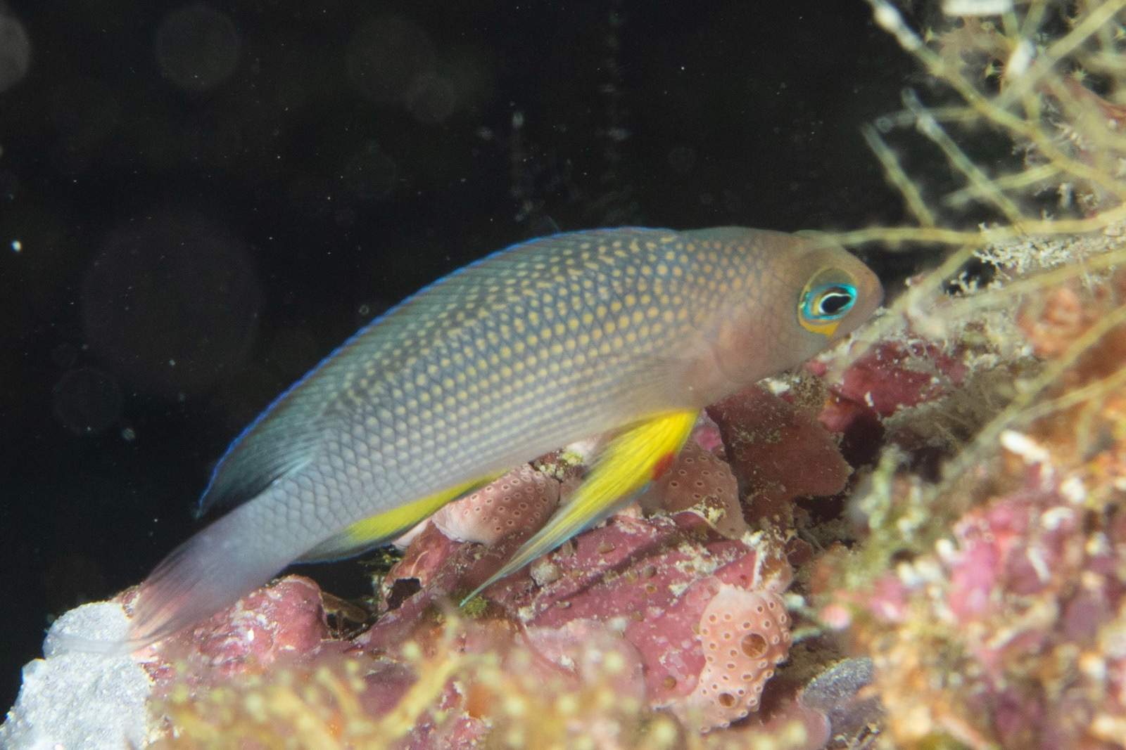 Longfin Dottyback