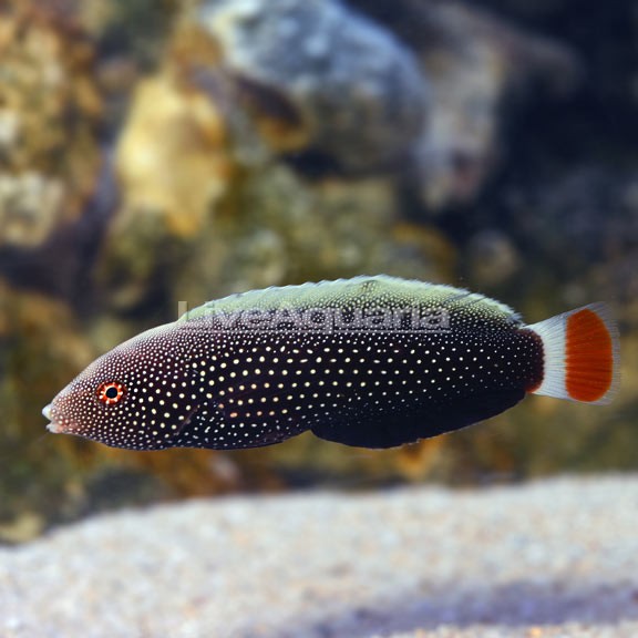Red-tail Tamarin Wrasse