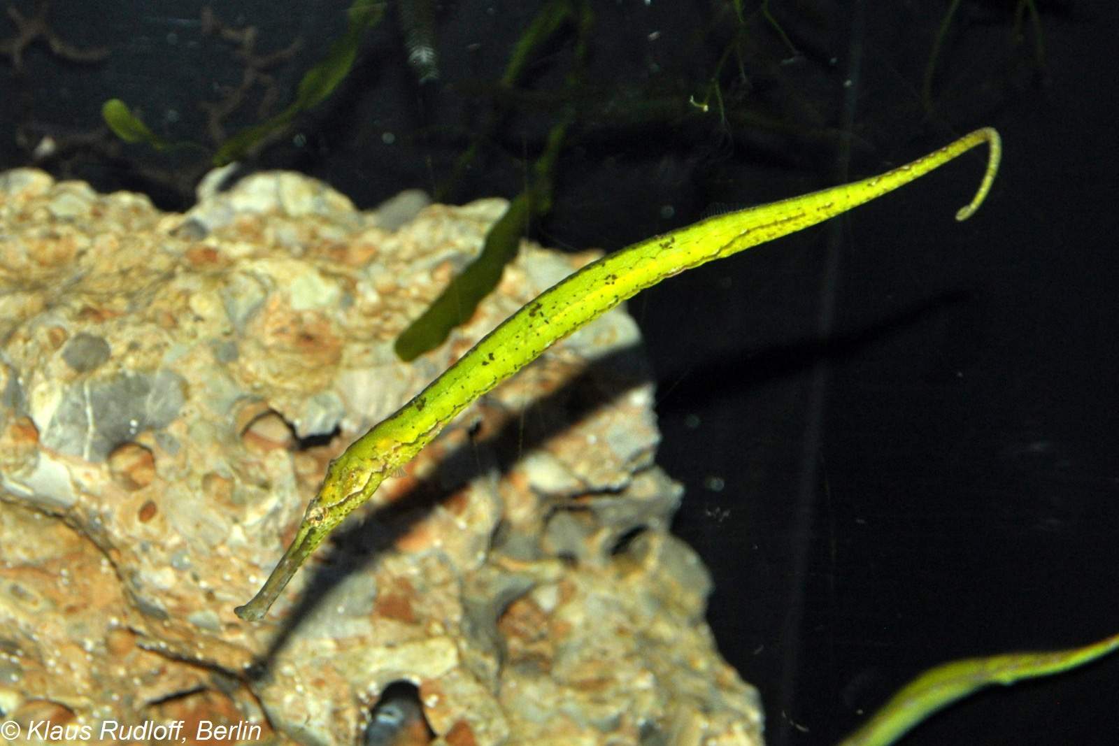 Alligator Pipefish