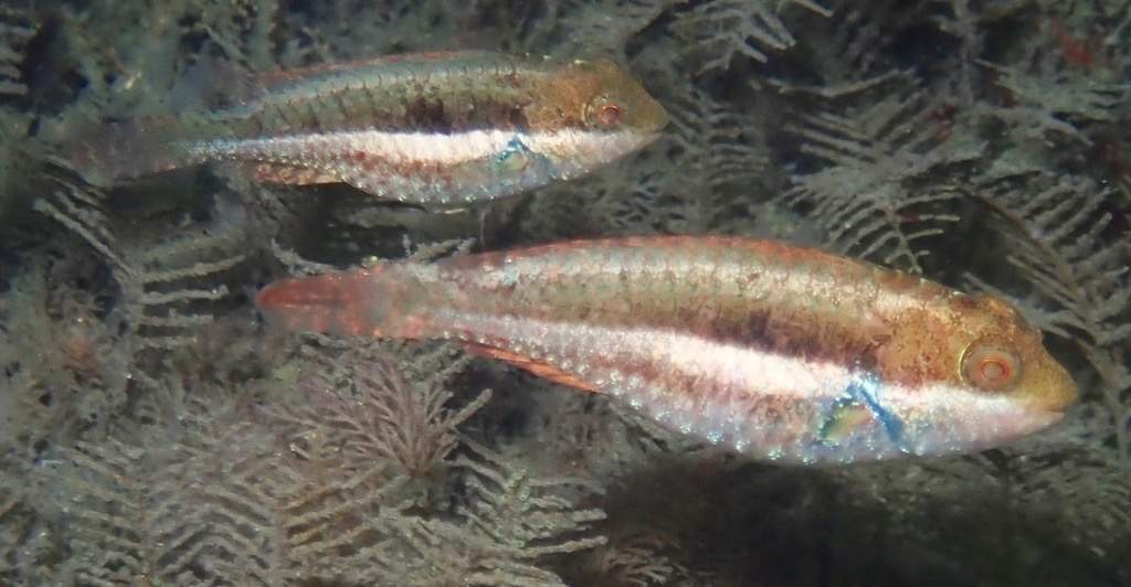 Bucktooth Parrotfish