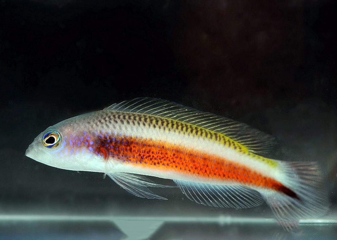 Tonozuka's Dottyback