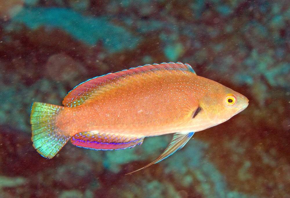 Redbreasted Hogfish