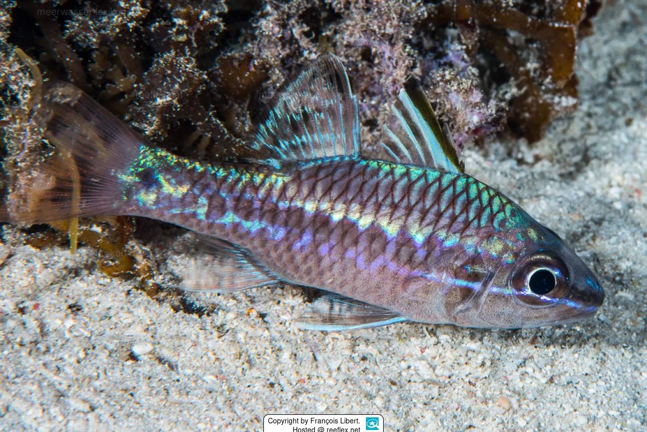 Iridescent Cardinalfish
