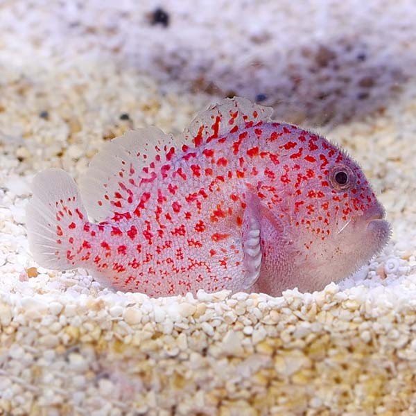 Madagascar Spotted Croucher Goby