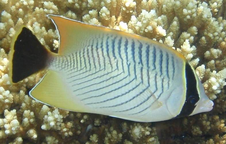 Chevron Butterflyfish