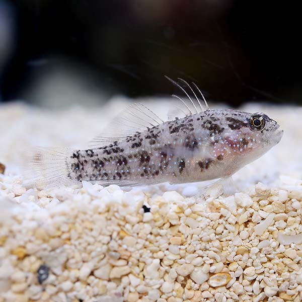 Starry Goby