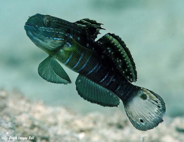 Whitebarred Goby