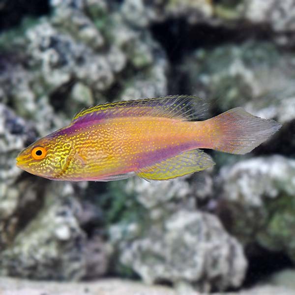Golden-spot Hogfish