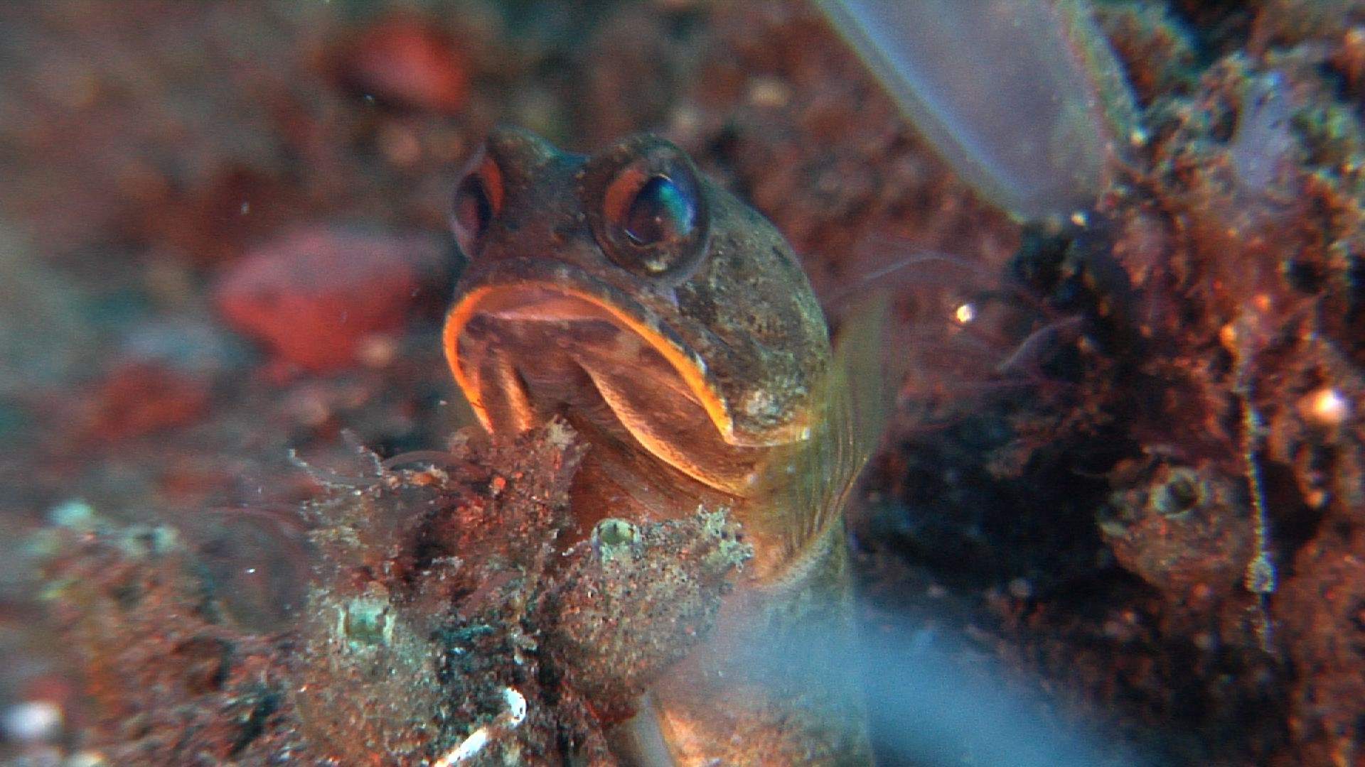 Mottled Jawfish