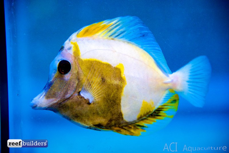 Koi Tang
