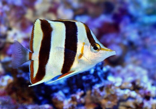 French Butterflyfish